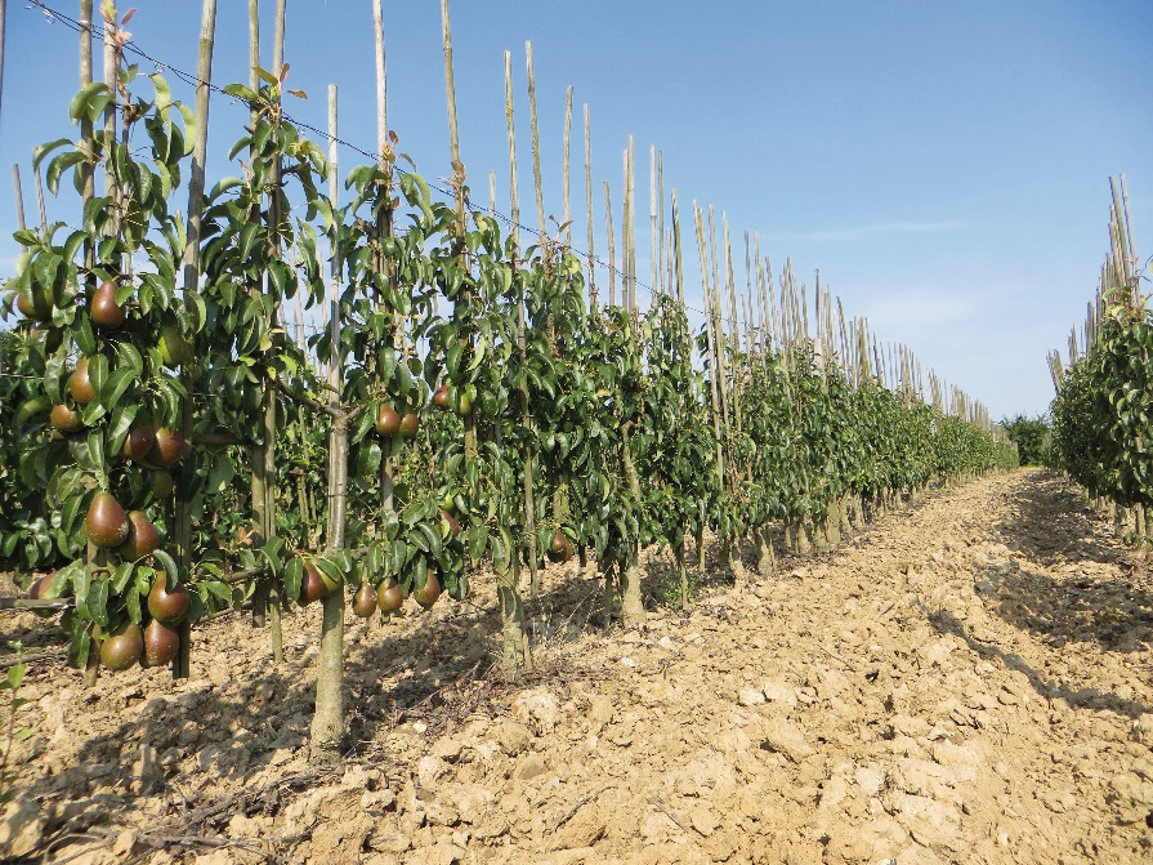 Chatelain, avec ses fruitiers, complète l’offre du groupement - © Pépinières de France